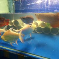 arowana--new-thread----part-1