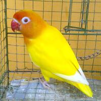 lovebird-lutino-mm-janda
