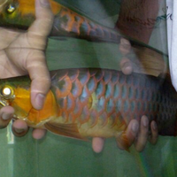 arowana--new-thread----part-1