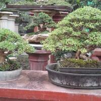 bonsai-kaskus-reborn--forum-sharing--diskusi-seputar-seni-bonsai-indonesia