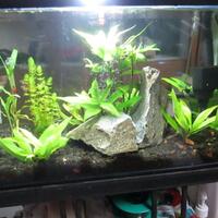 aquascape-for-everyone-learning-and-sharing---part-1