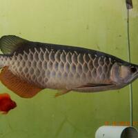 arowana--new-thread----part-1