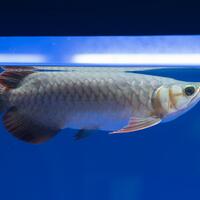 arowana--new-thread----part-1