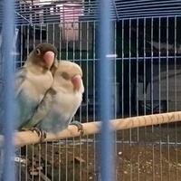 lovebird-lovers