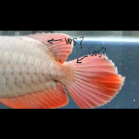 arowana--new-thread----part-1