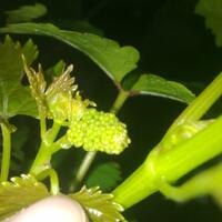 kampung-anggur----part-3