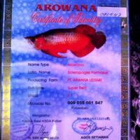 menjual-jenis-jenis-ikan-arwana-super-red-anakan--indukan