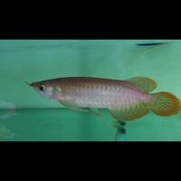 arowana--new-thread----part-1