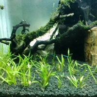 aquascape-for-everyone-learning-and-sharing---part-1