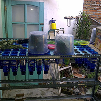 share--diskusi-dunia-semut-rangrang--budidayanya