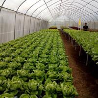 analisis-biaya-dan-pendapatan-usaha-tani-sayuran-hidroponik