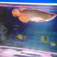 arowana--new-thread----part-1