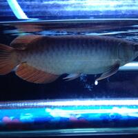 arowana--new-thread----part-1