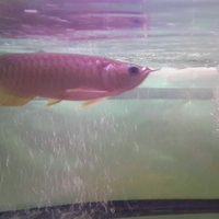 arowana--new-thread----part-1