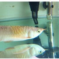 arowana--new-thread----part-1