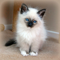 wtb-kucing-birman-no-himalayanno-siam