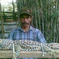 berikut-ini-hewan-yang-juga-tinggal-di-rumah-agan