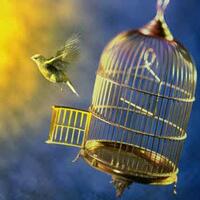share--solution-pengalaman-burung-lepas--hilang-dicuri