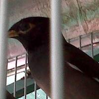 share-konsultasi-masalah-kesehatan-dan-penyakit-burung