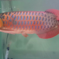 arowana--new-thread----part-1