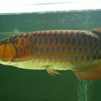 arowana--new-thread----part-1