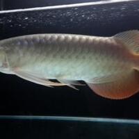 arowana--new-thread----part-1