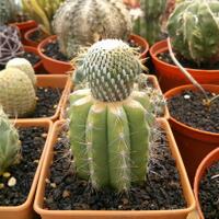 cactus---tanaman-kecil-yang-memukau