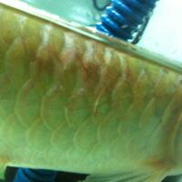 arowana--new-thread----part-1