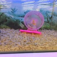 new-hamster-lovers---part-2