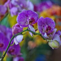 new-pendopo-sony-alpha