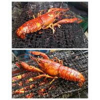 cara-membuat-lobster-bakar-bumbu-pedas-paling-gurih