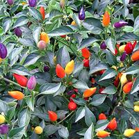 1758-pasar-baru-koto---fjb-tobo-kito-1758