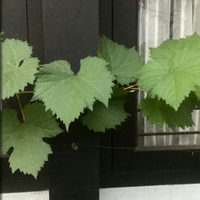 kampung-anggur----part-3