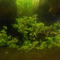 aquascape-for-everyone-learning-and-sharing---part-1
