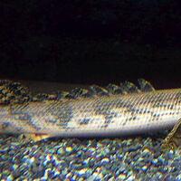 polypterus-aka-palmas-lounge-part-ii-ask-sharing--post-your-bichir-here---part-1