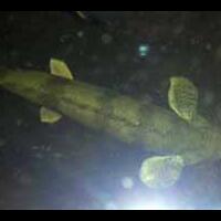 pecinta-ikan-komet-masuk-sini---part-1