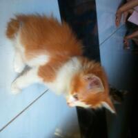 cat-lovers-kaskus-read-page-1-first---part-4