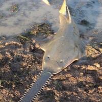 jenis-ikan-hiu-yang-mungkin-belum-agan-tau