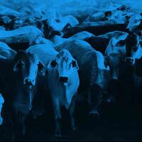 cermati-sapi-ketahuan-siapa-ternyata-mafia-sapi-itu