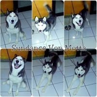 new-siberian-husky-lovers---read-page-1-for-update---part-2