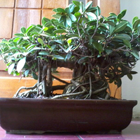 bonsai-kaskus-reborn--forum-sharing--diskusi-seputar-seni-bonsai-indonesia