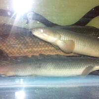 polypterus-aka-palmas-lounge-part-ii-ask-sharing--post-your-bichir-here---part-1