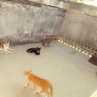 catlovers-masuk-kesini-yah