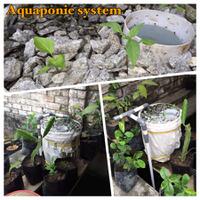 all-about-aquaponic-beautiful-and-delicious