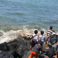 ikan-paus-mati-dan-terdampar-di-pantai-boulevard-manado