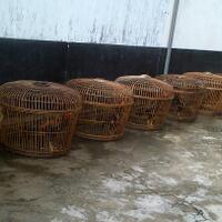 jual-ayam-ayam-pakhoe-stok-terbatas