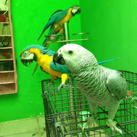 sharing-burung-paruh-bengkok-ii