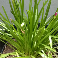 lily-hujan--rain-lily--zephyranthes