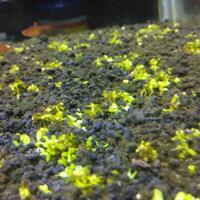 aquascape-for-everyone-learning-and-sharing---part-1