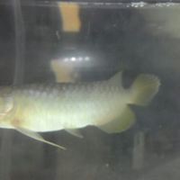 arowana--new-thread----part-1